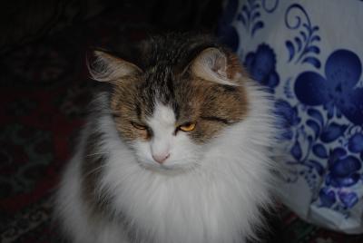 Прикрепленное изображение: DSC_0090.JPG